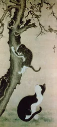 Katzen, 17. Jahrhundert